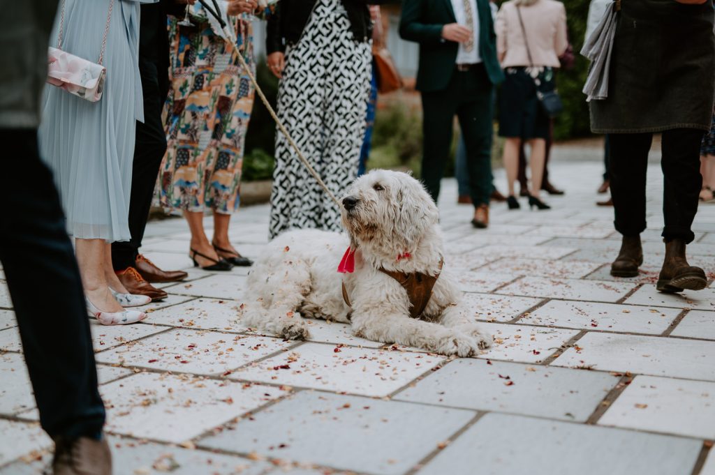 A dog sits on the confetti covered floor at White Syke Fields.